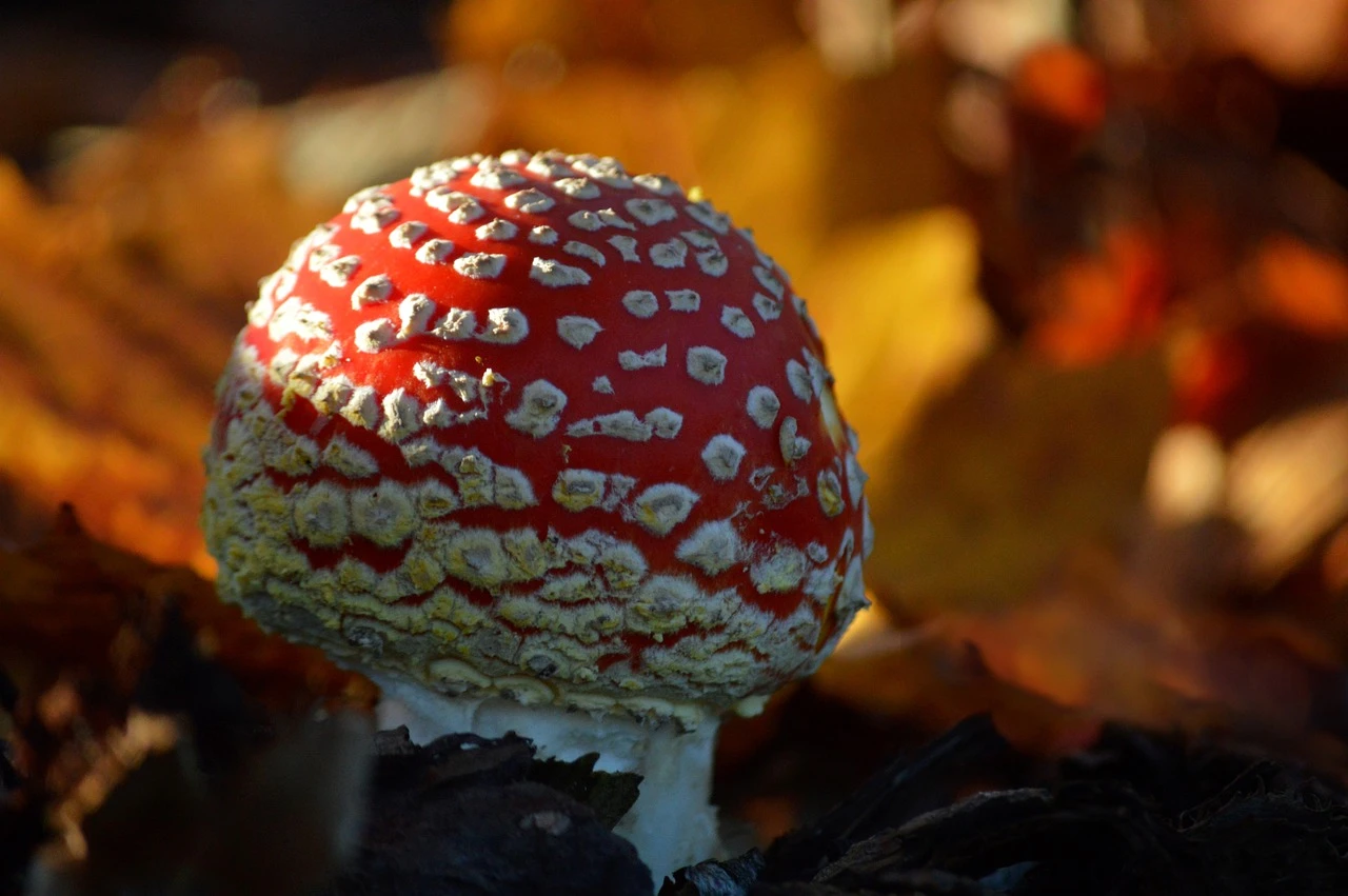 Disco Ball Mushroom