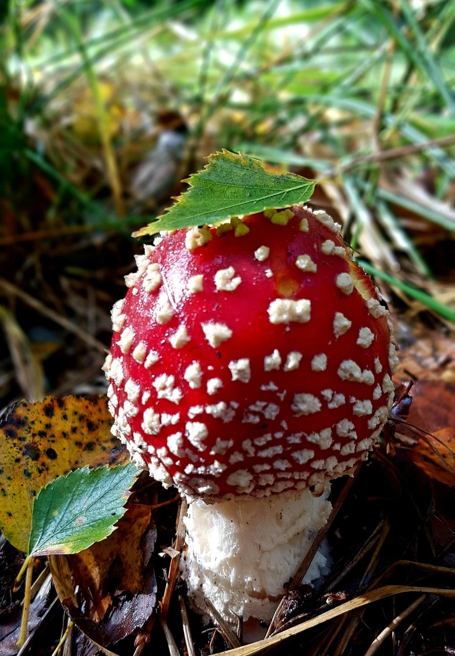 Giltter Ball Mushroom