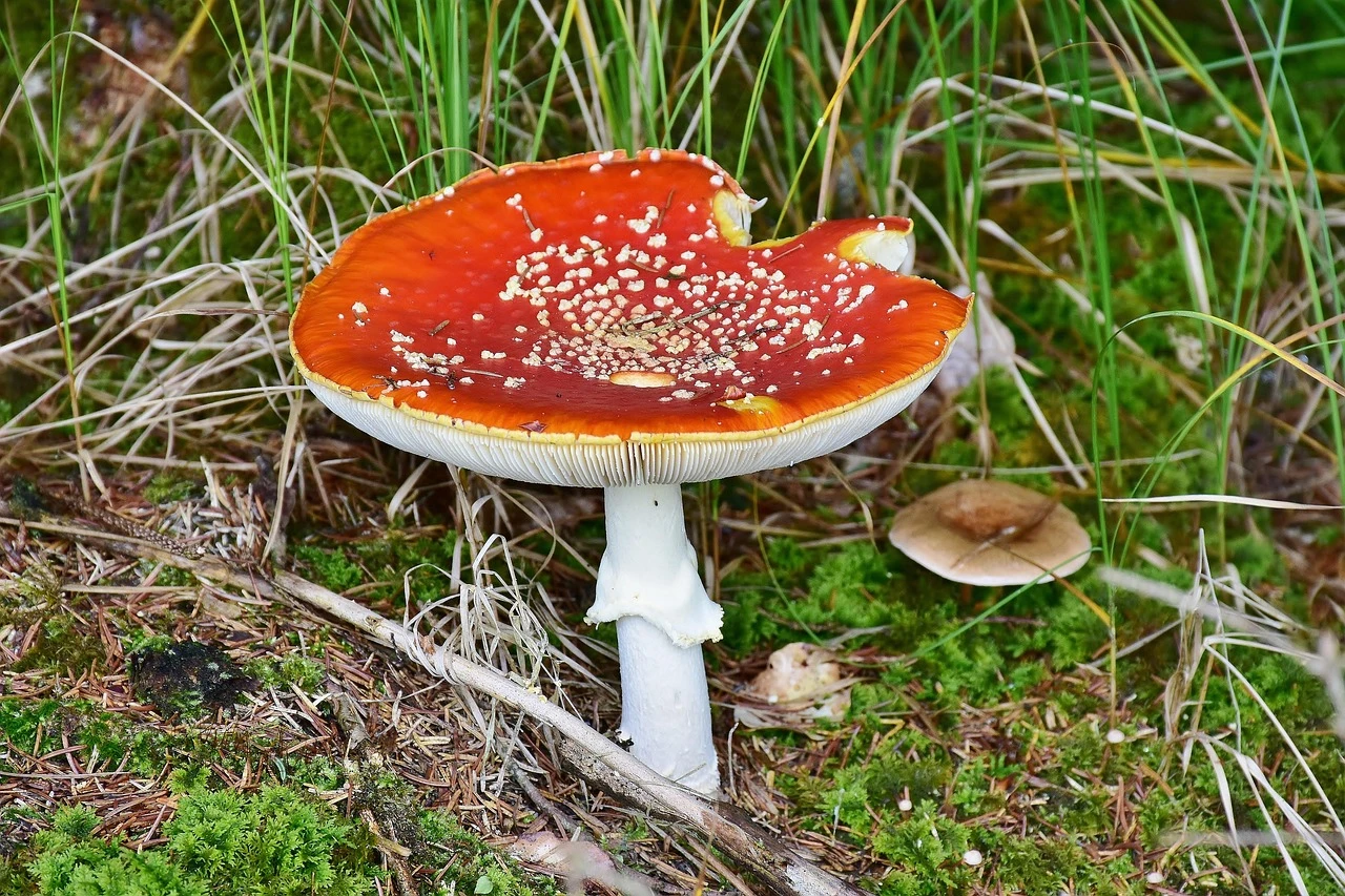 Disco Ball Mushroom