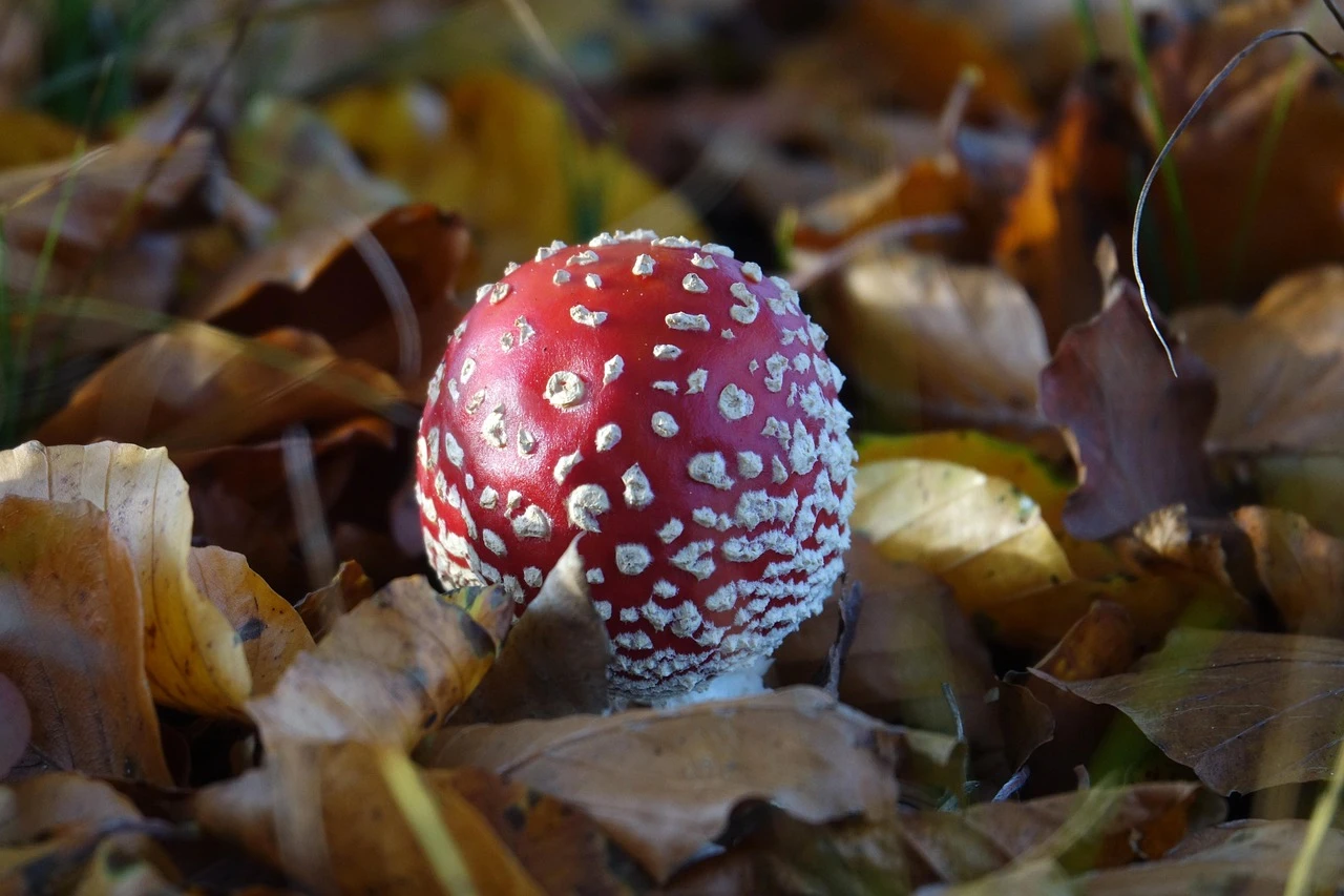 Disco Ball Mushroom